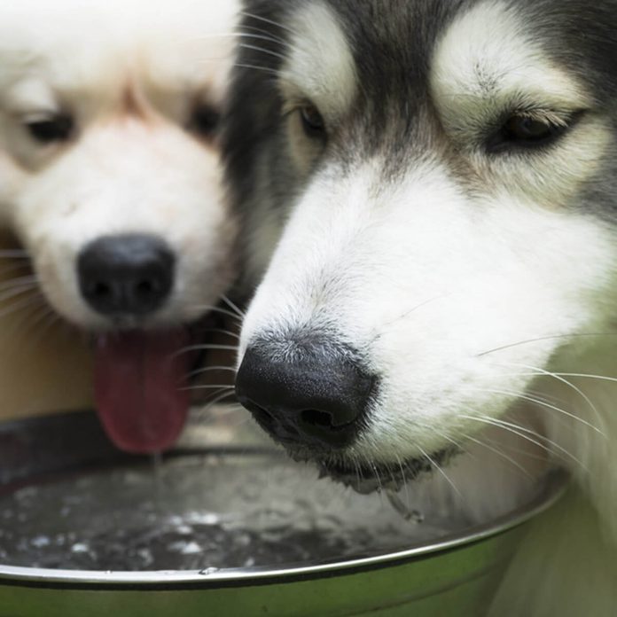 shutterstock_719336251 dogs drinking water bowl pets