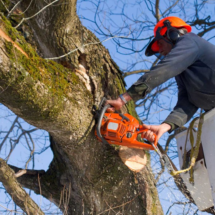 tree removal_89598097