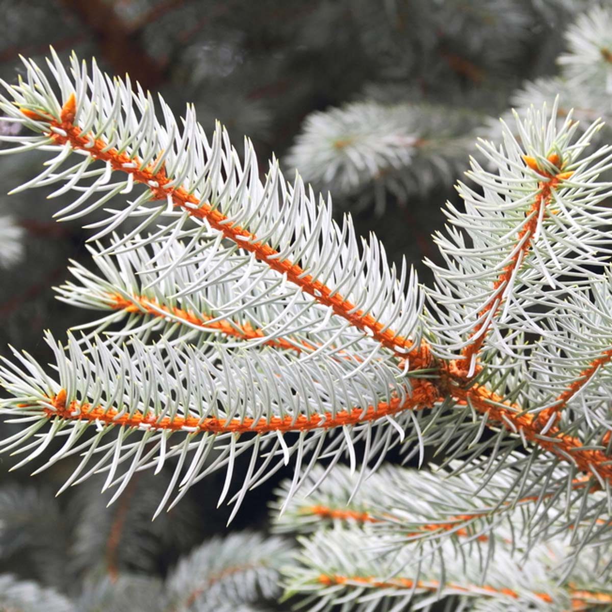 White spruce (picea glauca)