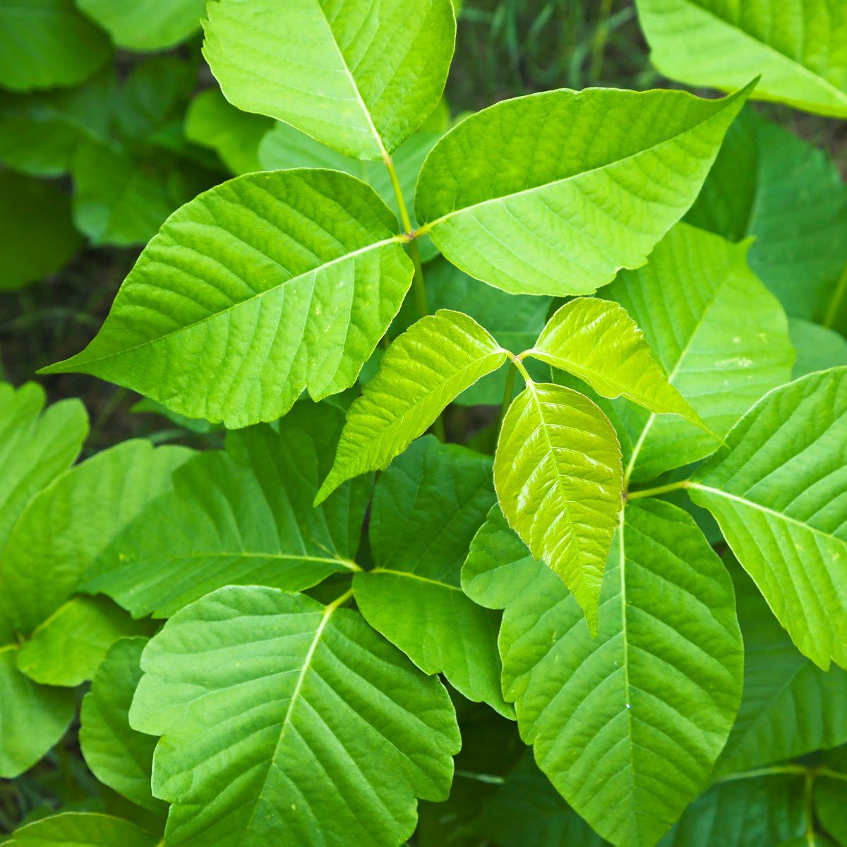 Treat Poison Ivy Stings