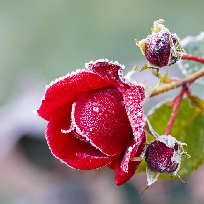 shutterstock_116869438 rose frost