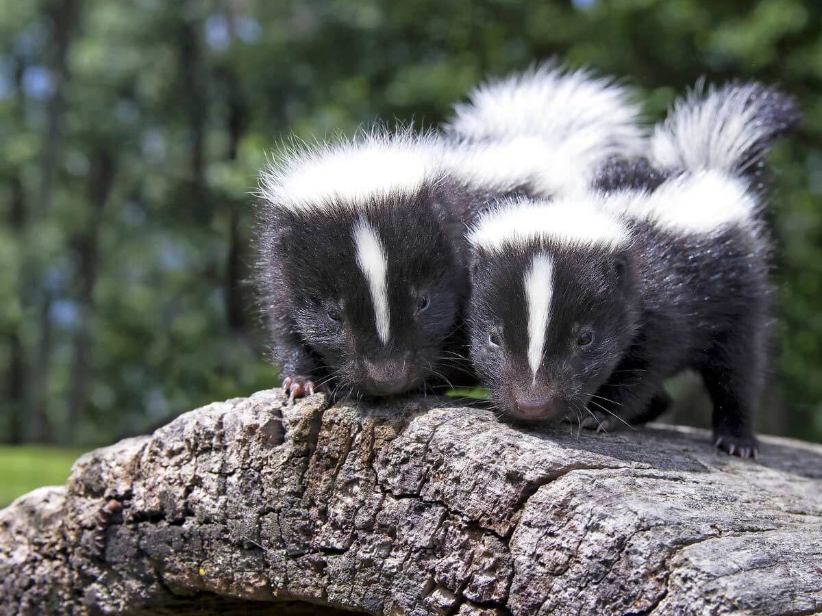 Neutralize Skunk Odor