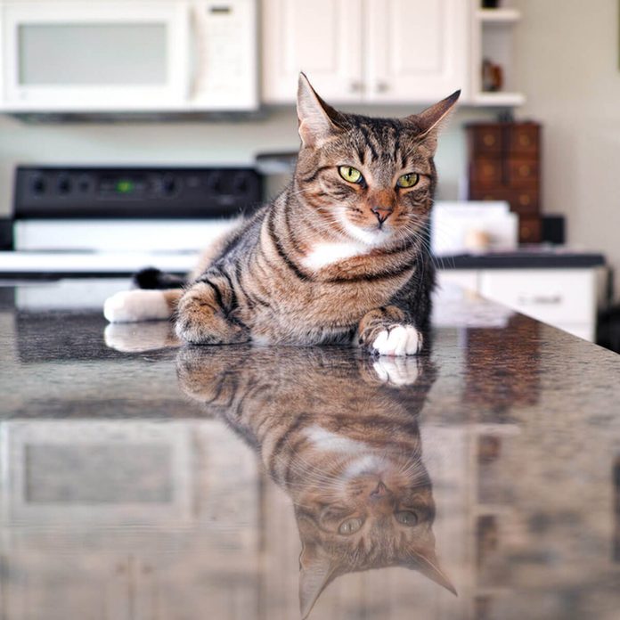 cat on kitchen countertop