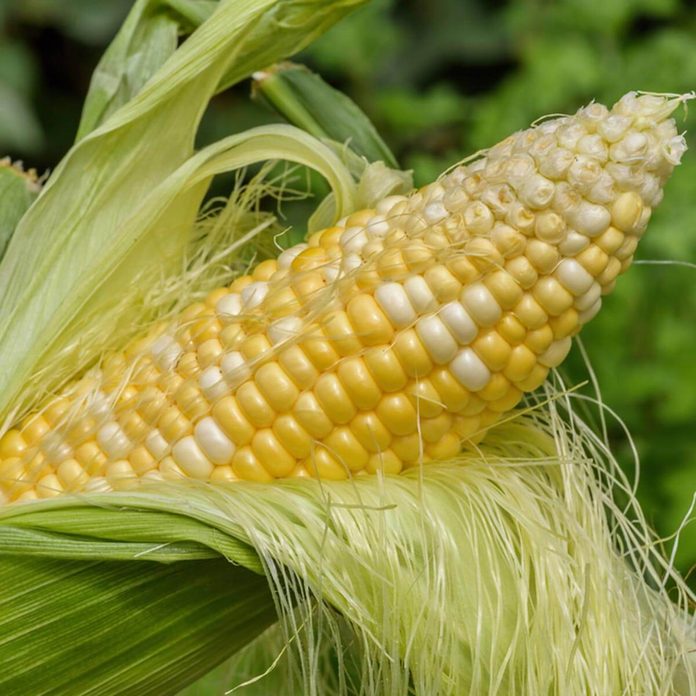 Corn husks