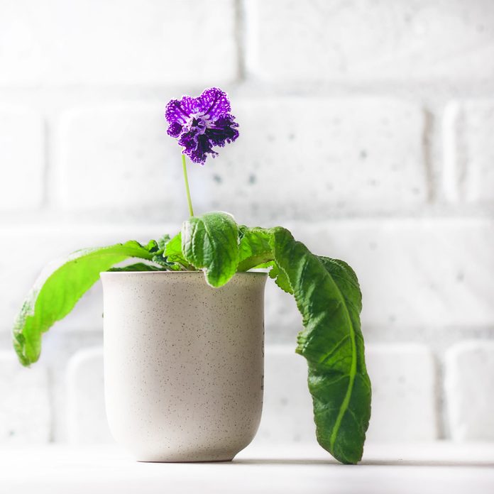 streptocarpus_749591032 house plant flower