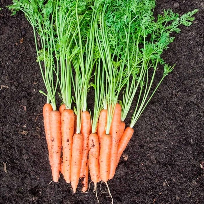 carrots from garden best soil for vegetable garden