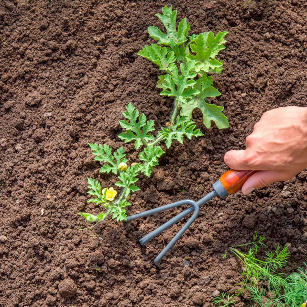 How To Prep Soil For A Vegetable Garden The Family Handyman