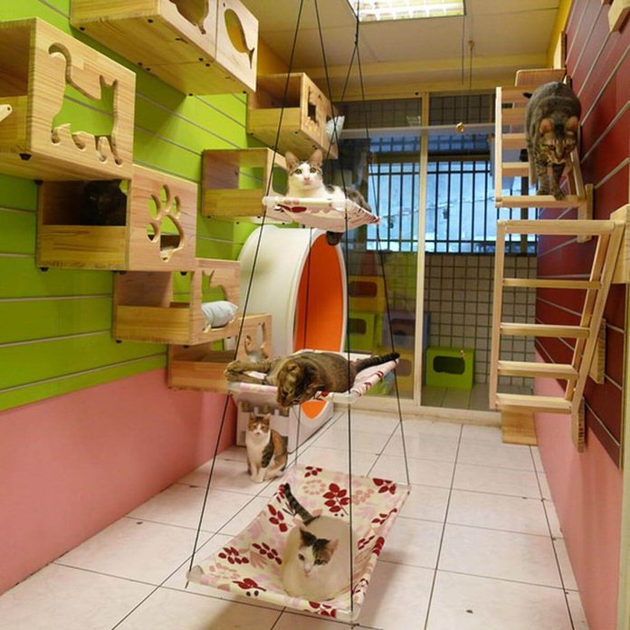 11 Awesome Diy Cat Furniture Ideas, Cat Playground Indoor