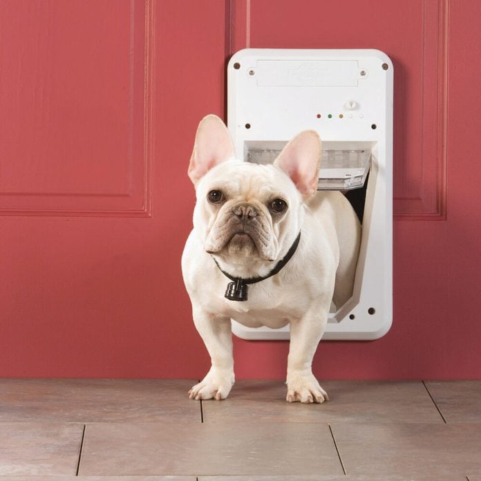 digital dog door french bulldog