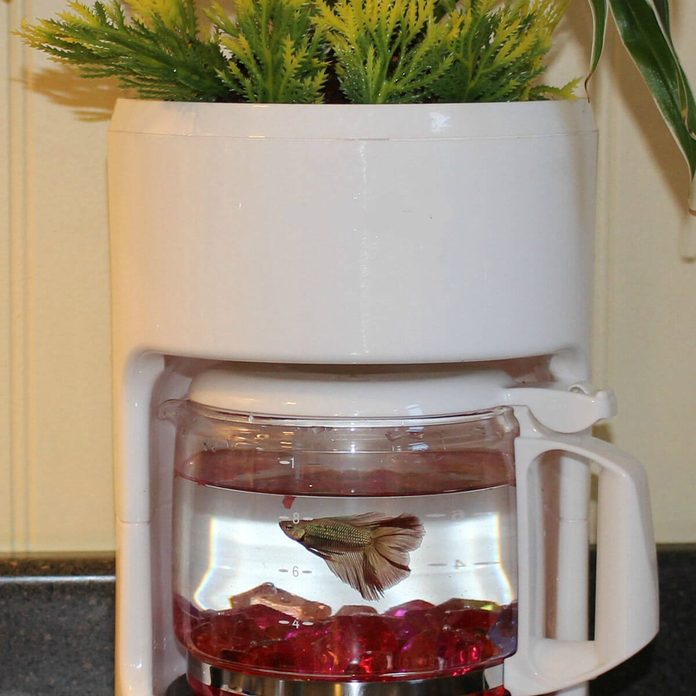  Dual-Purpose Coffee Pot fish tank diy planters