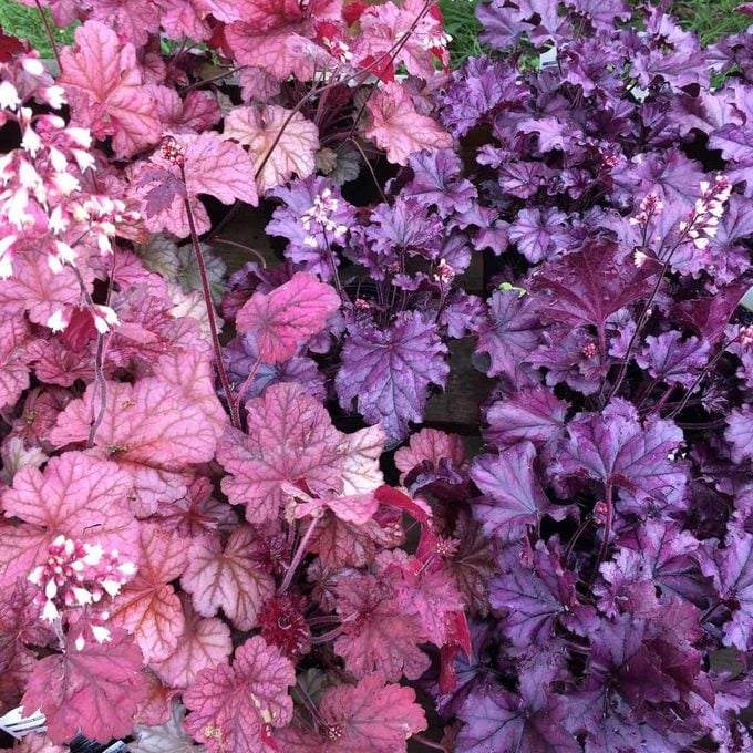 coralbells shade garden plant