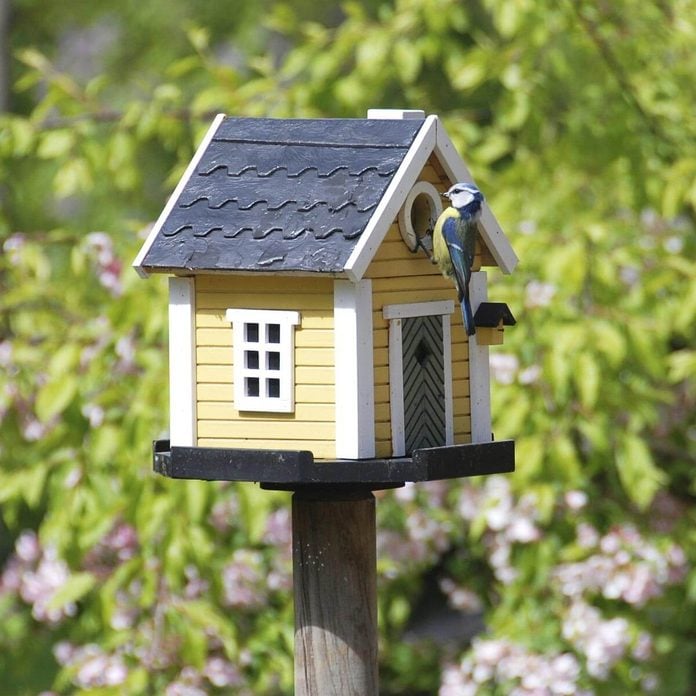cottage birdhouse