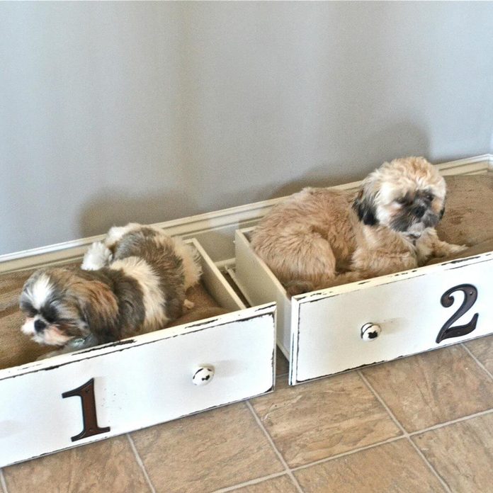 drawer dog beds