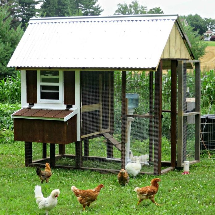 linoleum floor chicken coop