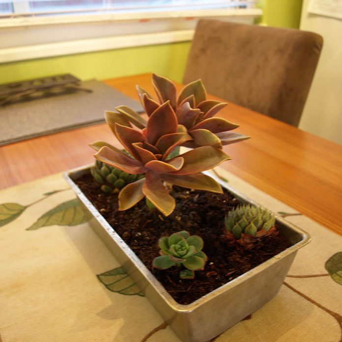 loaf pan succulent planter