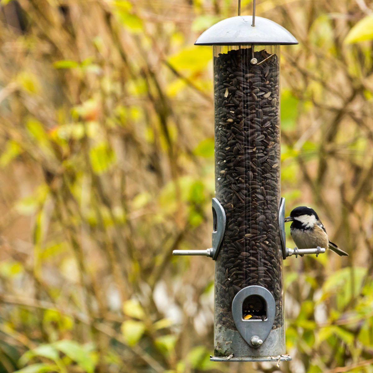 Tube-style bird feeder