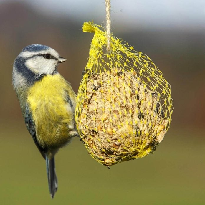 Simple winter bird feeders