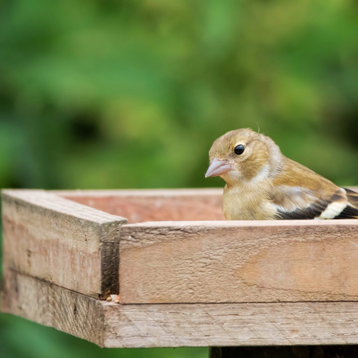 Simple wood tray bird feeder