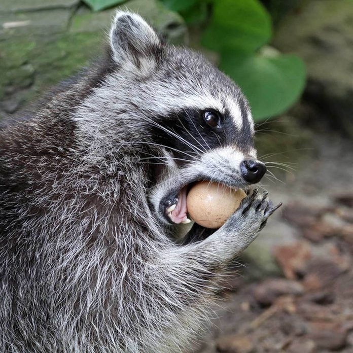 raccoon pest