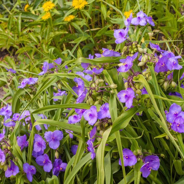 Spiderwort Flower Plant