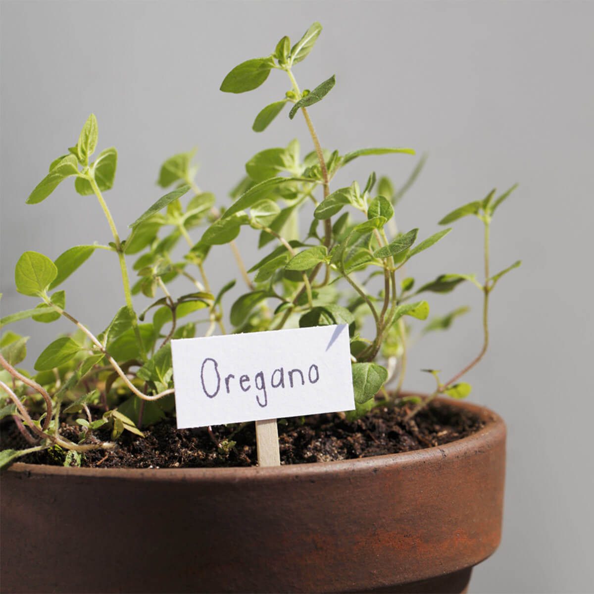 Oregano