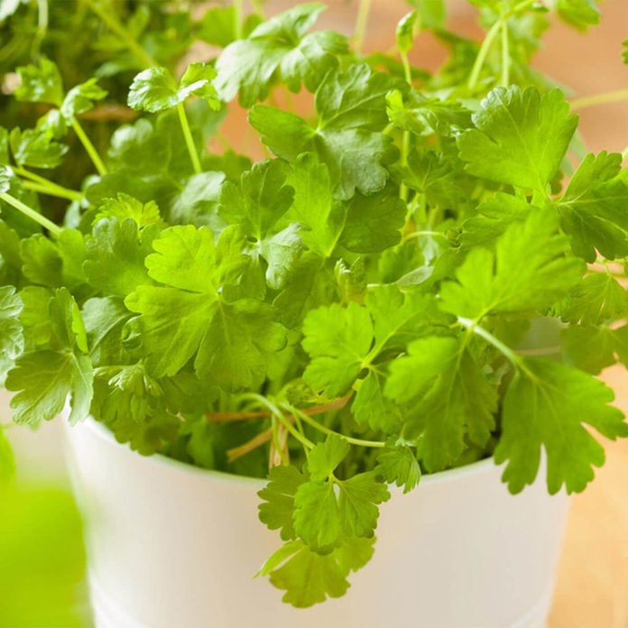 herbs to grow cilantro