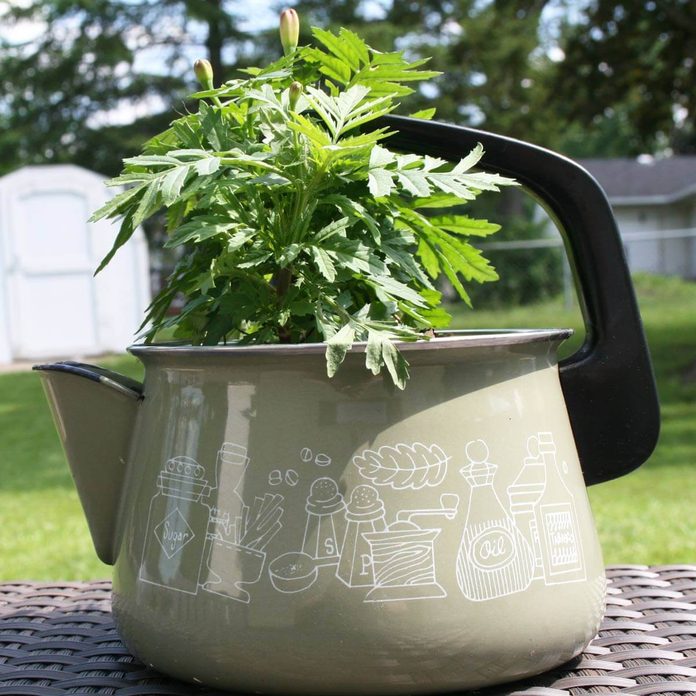 tea pot flower planter