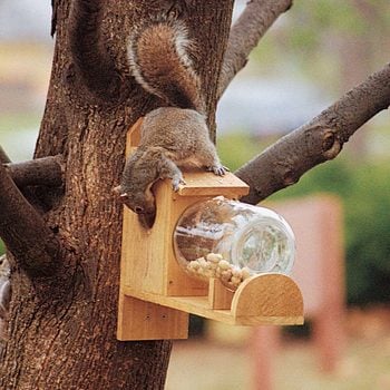 entertaining-squirrel-feeder-outside