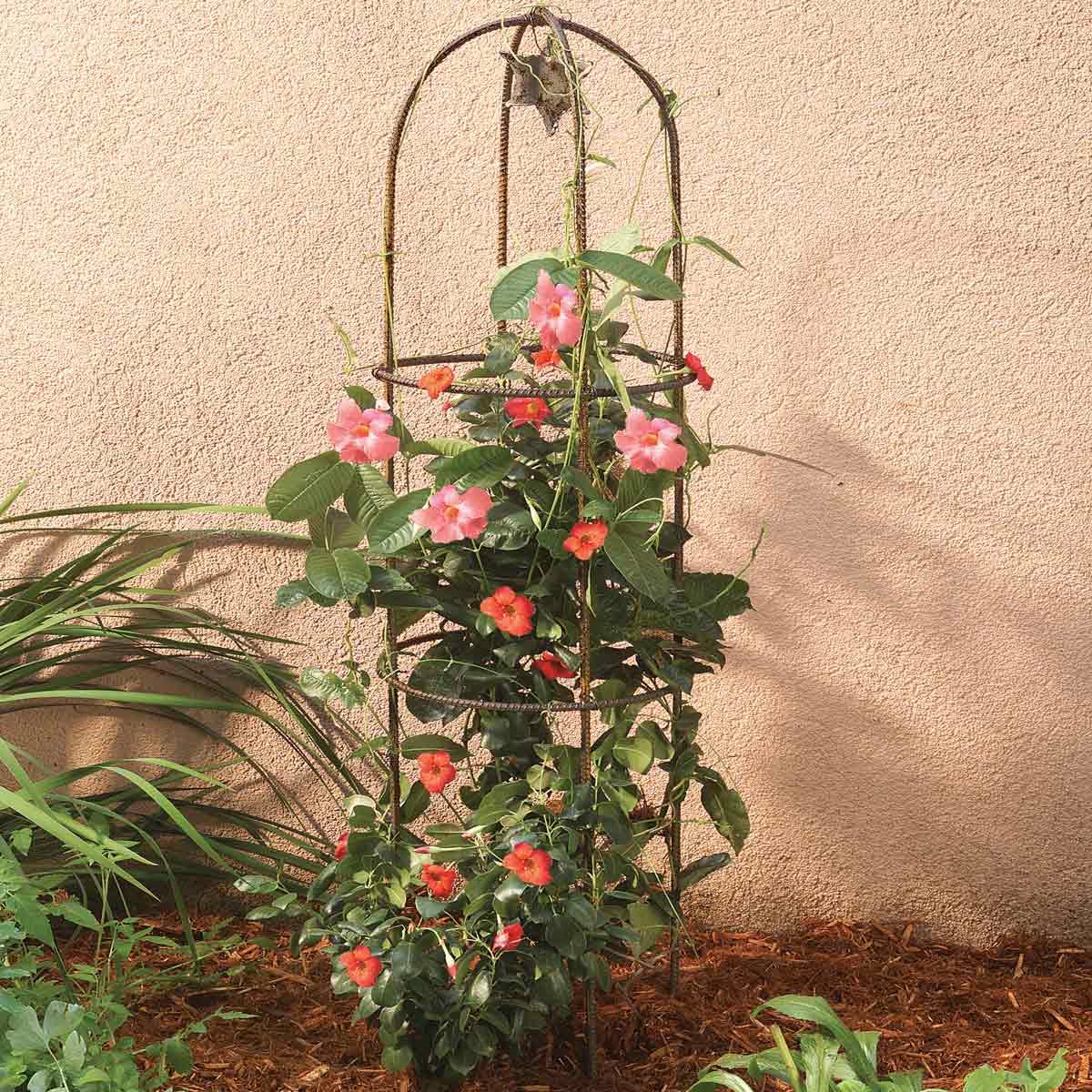 rustic metal plant cage