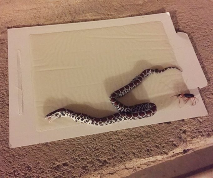 dead snake on tomcat glue board how to get rid of snakes