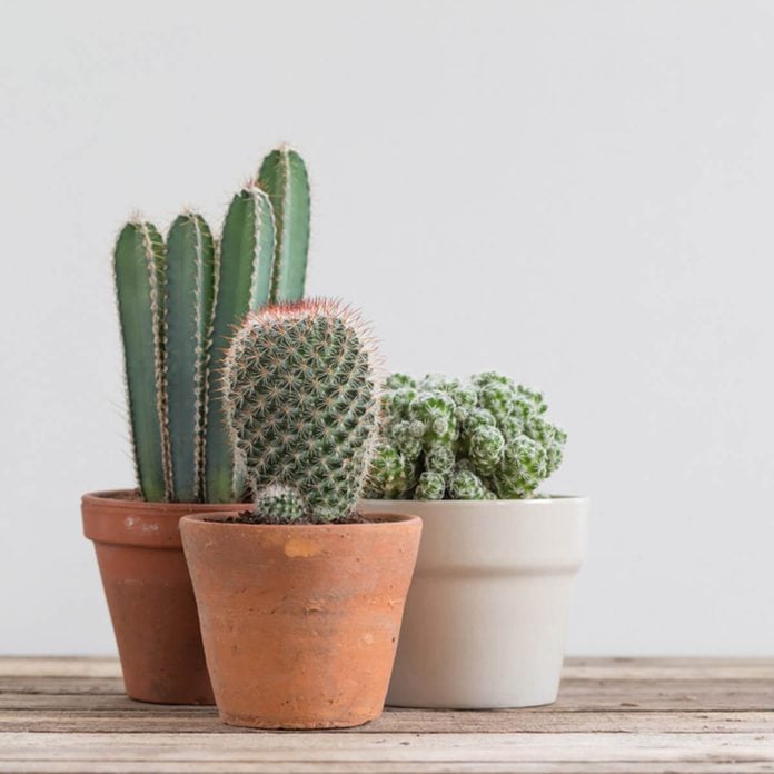 Cactus Cacti in pots