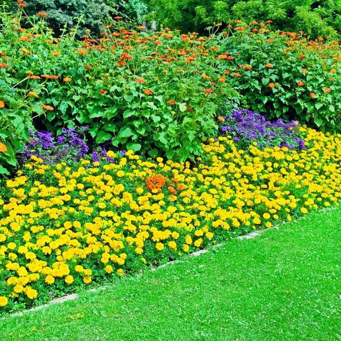 flower bed