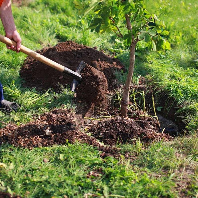 Amending tree Soil