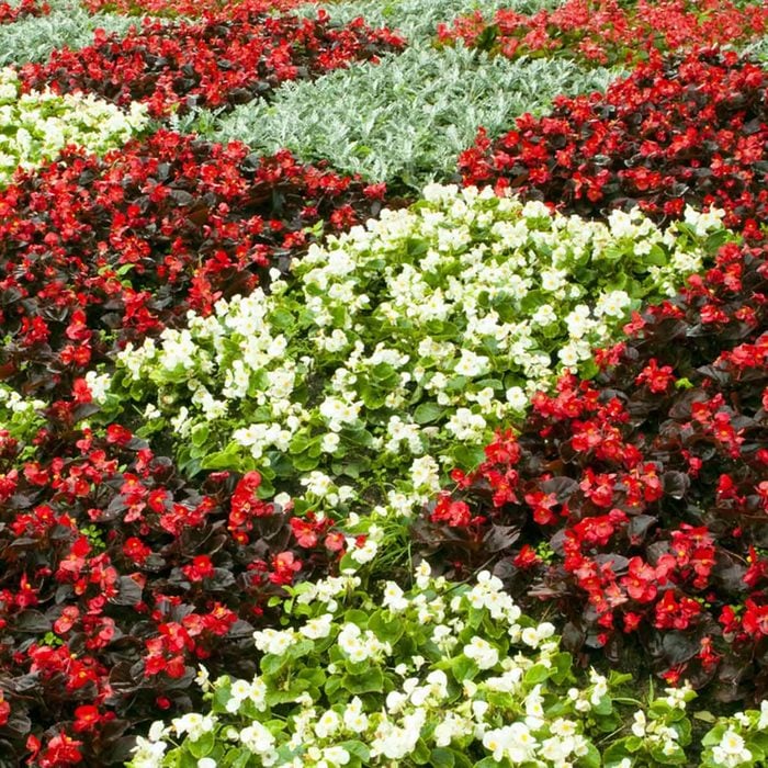 white and red checkered begonia garden