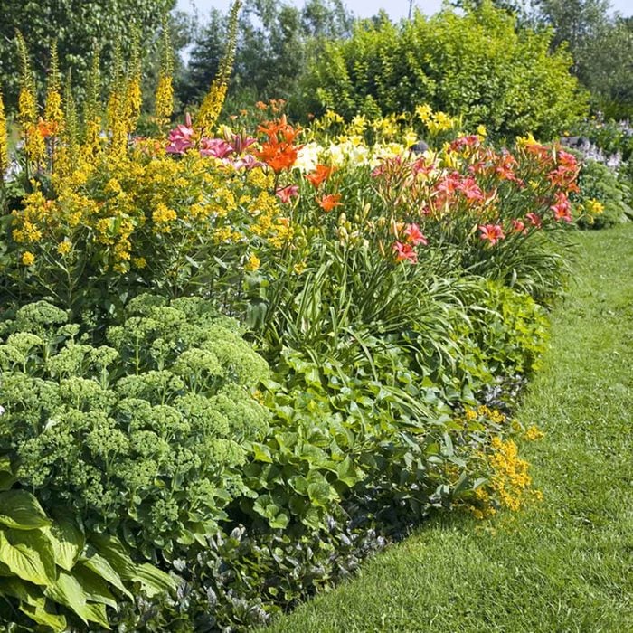 perennial flower bed