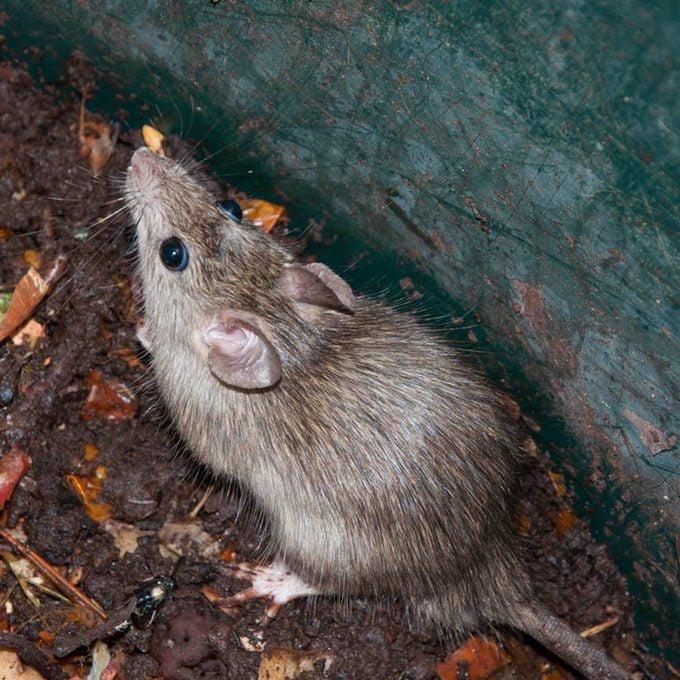 mouse in compost pile