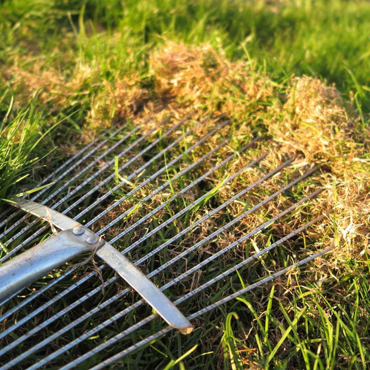 Tips On How To Dethatch A Lawn The Family Handyman