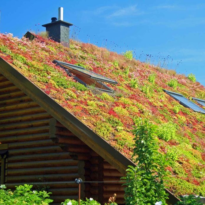 green roofing plants on roof