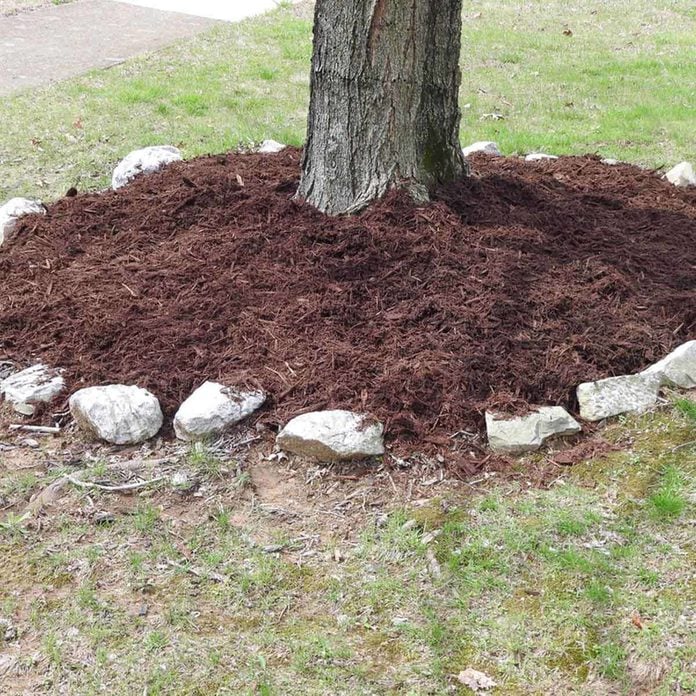 mulch around tree