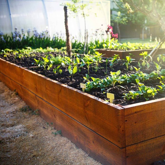 raised plant beds keep animals out of garden