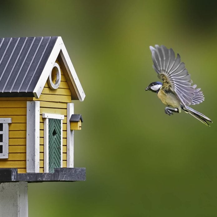 birdhouse flying bird