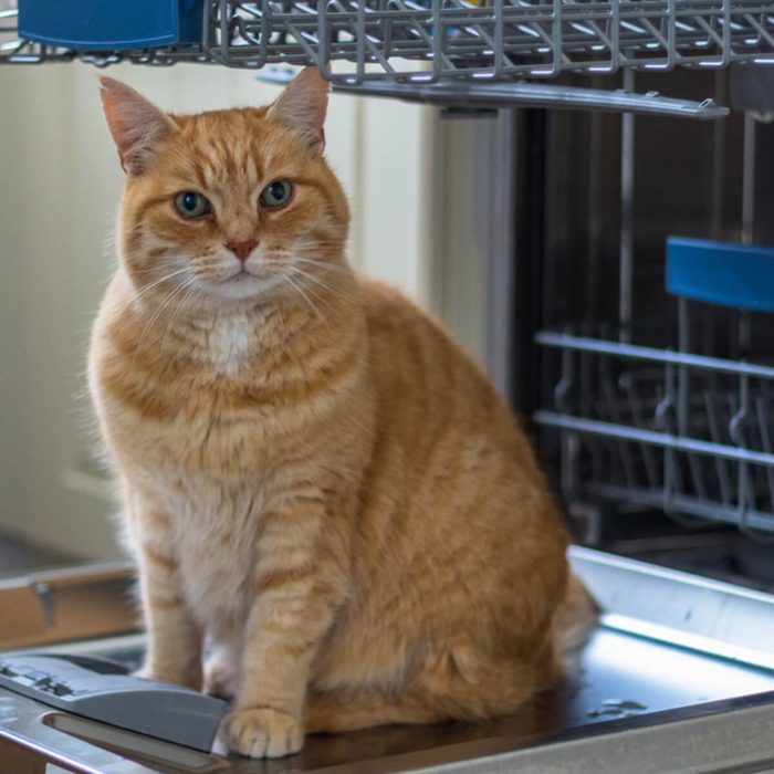 cat in dishwasher