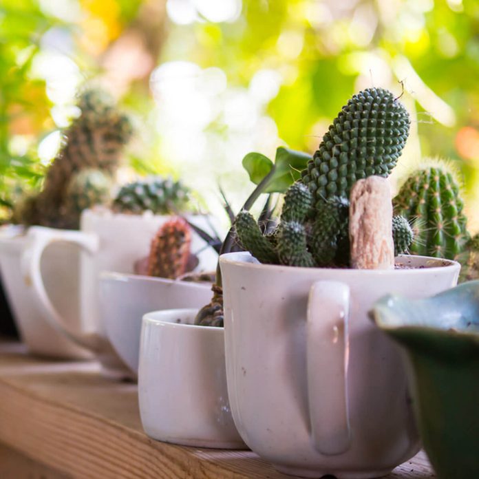 cactus in coffee cups