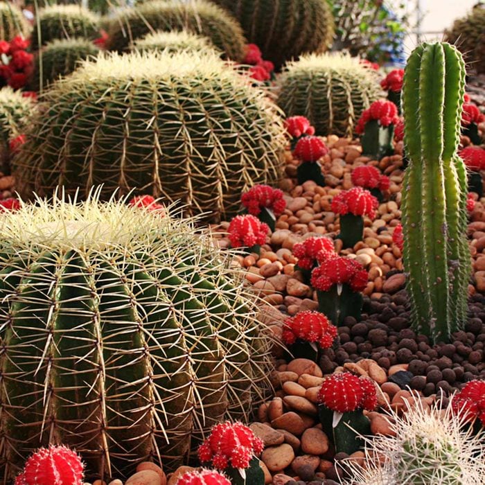 flowering cactus garden