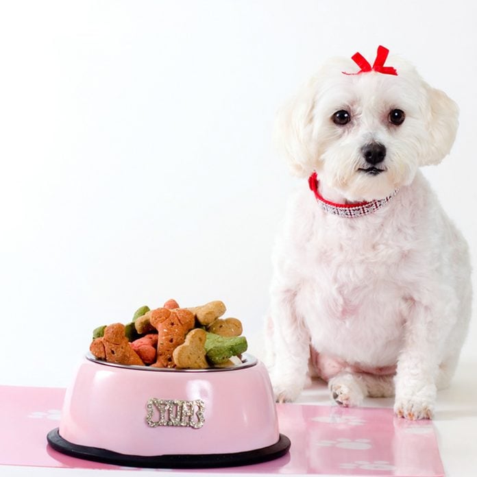 dog pet placemat food