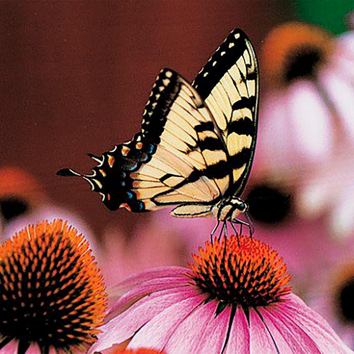 butterfly on coneflower