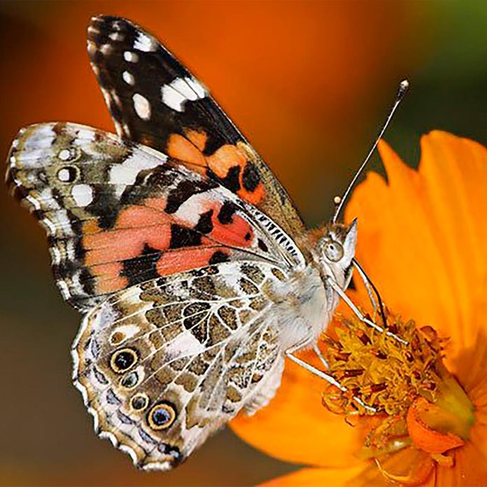 butterfly on cosmos