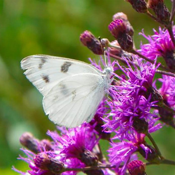 butterfly on ironweed