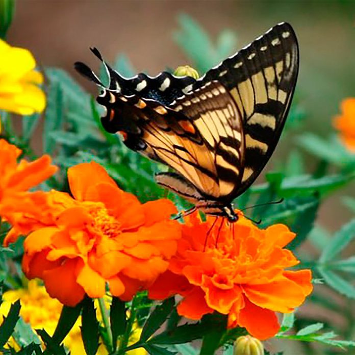 butterfly on marigold