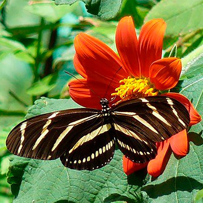 butterfly on tithonia